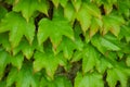 Ivy hedges in Italian parks and gardens