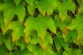 Ivy hedges in Italian parks and gardens