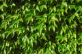 Ivy hedges in Italian parks and gardens