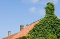Ivy-House Royalty Free Stock Photo