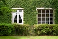 Ivy on a house wall with whate window Royalty Free Stock Photo