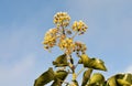 Ice crystals at inflorescence of an ivy Royalty Free Stock Photo