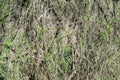 Ivy intertwined into impenetrable wall. The texture of the twisted vines.