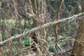 Ivy intertwined into impenetrable wall. The texture of the twisted vines.