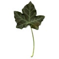 Ivy leaf Royalty Free Stock Photo