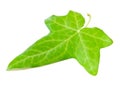 Ivy leaf Royalty Free Stock Photo