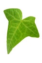 Ivy Leaf Royalty Free Stock Photo
