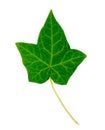 Ivy Leaf Royalty Free Stock Photo