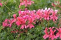 Ivy Leaf Geranium Flowers Royalty Free Stock Photo