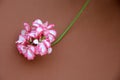 Ivy-leaf Geranium