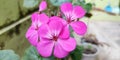 Ivy Leaf Geranium .Pelargonium peltatum.