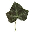 Ivy leaf Royalty Free Stock Photo