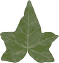 A ivy leaf isolated.