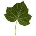 Ivy leaf isolated isolated over white Royalty Free Stock Photo