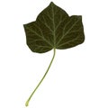 Ivy leaf isolated over white Royalty Free Stock Photo