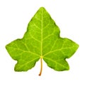 Ivy leaf