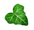 Ivy leaf Royalty Free Stock Photo