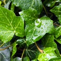 Ivy leaf with rain drops Royalty Free Stock Photo