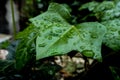 Ivy leaf in rain drops.