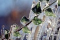 Ivy leaf trapped in ice Royalty Free Stock Photo