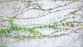 Ivy leafs on a concrete wall background Royalty Free Stock Photo