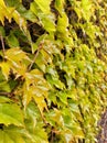 Ivy leafs covering brick wall