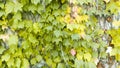 Ivy leafs Royalty Free Stock Photo
