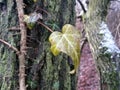 Ivy leave on trunk tree in the forest on rainy day Royalty Free Stock Photo