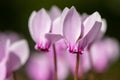 Ivy leaved cyclamen cyclamen hederifolium