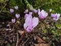 The ivy-leaved cyclamen or sowbread (Cyclamen hederifolium) flowering with pink, 5-petalled flowers