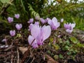 The ivy-leaved cyclamen or sowbread (Cyclamen hederifolium) flowering with pink, 5-petalled flowers