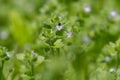 Ivy-leaved speedwell (Veronica hederifolia) plant in flower