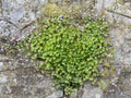 Ivy-leaved toadflax, Cymbalaria muralis, aka Kenilworth ivy, plant with flowers on old grey stone wall.