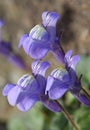 Ivy-Leaved Toadflax Royalty Free Stock Photo