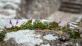 Ivy-leaved Toadflax Cymbalaria muralis growing on a wall in Pembroke