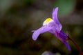 Ivy-leaved Toadflax, Cymbalaria muralis 02 Royalty Free Stock Photo