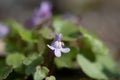 Ivy leaved toadflax cymbalaria muralis Royalty Free Stock Photo