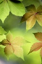 Ivy Leaves Royalty Free Stock Photo