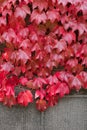 Ivy leaves on the brick wall turning from green to Autumn red sh Royalty Free Stock Photo