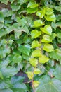 Ivy leaves Royalty Free Stock Photo