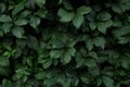 Ivy leaves close up. Green ivy wall, nature texture Royalty Free Stock Photo