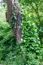 Ivy leaves cracked trunk tree