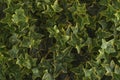 Ivy leaves detail, macro photography of hedera, green plant detail