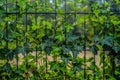 Ivy leaves on fence