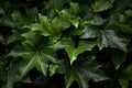 Ivy leaves in the garden, closeup of green leaf background