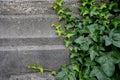 Ivy leaves, green creeper plant on grunge wall of an old house. Abstract plant wall background Royalty Free Stock Photo