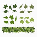 Ivy leaves, and green liana border, isolated on white background. Vector illustration in flat cartoon style. Royalty Free Stock Photo