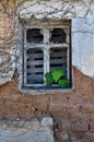 Ivy leaves growing through broken window Royalty Free Stock Photo