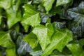 Ivy leaves Hedera helix wall in drops of dew after the rain. Royalty Free Stock Photo