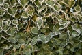 Ivy leaves with hoar frost Royalty Free Stock Photo